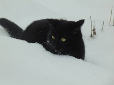 Bild 33 aus  Schmankerl und Gast Heiderer