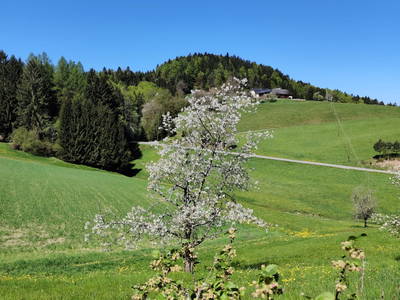 Bild 29 aus  Biohof Viertl