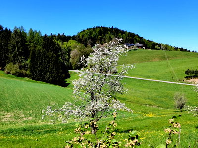 Bild 19 aus Biohof Viertl
