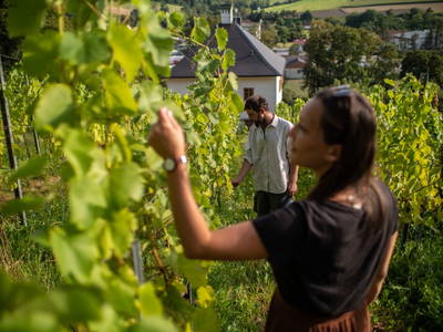 Bild 91 aus  Trattnachtaler Weinhaus