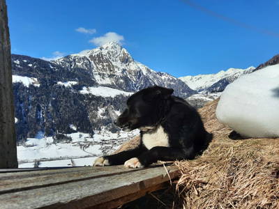 Bild 118 aus  Bauernhof Wachtlerhof