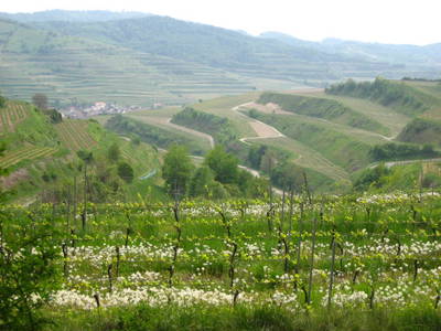 Bild 18 aus  Ökologisches Wein- und Sektgut