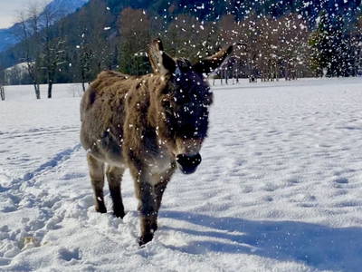 Bild 29 aus  Alpen Appartements Oberlehengut