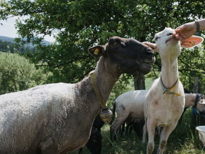 Bild 69 aus  Ferienwohnung Biohof Brandner