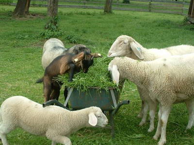 Bild 37 aus  Oberlettlhof