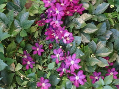 Bild 40 aus  Holzblockhäuser Fam. Schabus