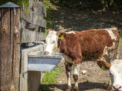 Bild 102 aus  Maierlehen