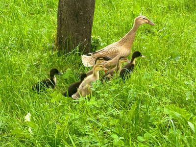 Bild 16 aus  Chalet Troadkasten - Biohof Kreilgut