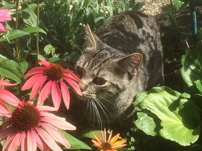 Bild 16 aus  Ökoferienhof Retzbach