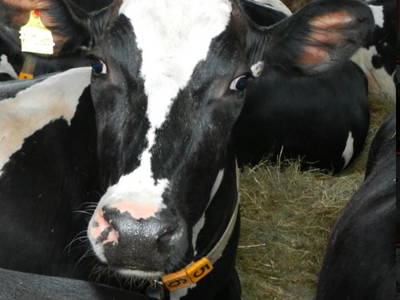 Bild 8 aus  Ferienbauernhof Am Hoersch