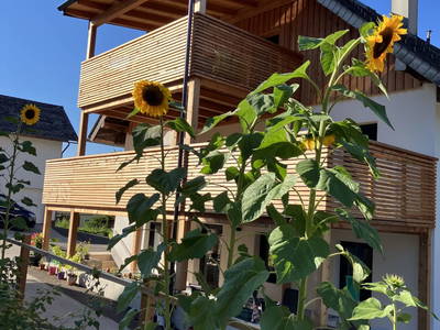 Bild 2 aus  Biohof Auinger – der Tiererlebnis.Hof