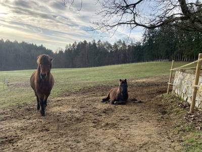 Bild 42 aus  Islandpferdegestüt Hrafnsteinn