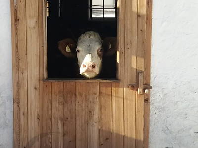 Bild 29 aus  Biobauernhof Graggaber