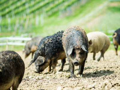 Bild 38 aus  Weingut Krispel