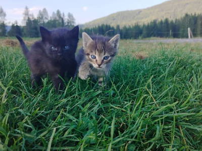 Bild 34 aus  Langhanshütte