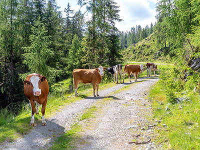 Bild 21 aus  Neuwirth Hütte