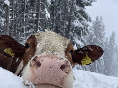 Bild 111 aus  Almhaus Bachler