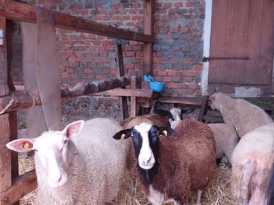 Bild 87 aus  Biohof Schmidbauer