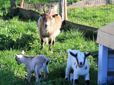 Bild 43 aus  Biohof Heidegger