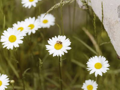 Bild 69 aus  Knappenhof