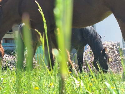 Bild 6 aus  Reiterhof Romanasa