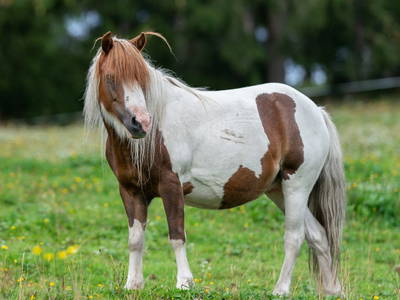 Bild 100 aus  Grossa Hütten