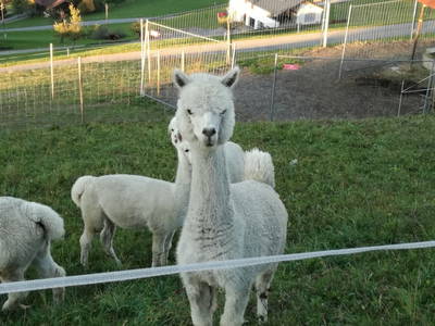 Bild 37 aus  Biberle Hof