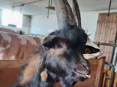 Bild 33 aus  Artlieb