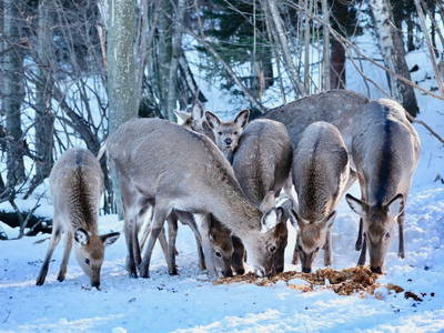 Bild 39 aus  Fuchs und Hase