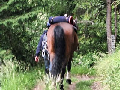 Bild 23 aus  Reiterhof Romanasa