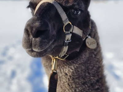 Bild 80 aus  Pfleger Ranch am Schönegg Gut