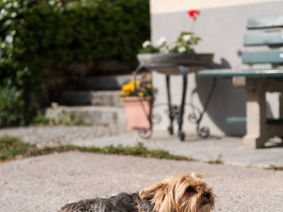 Bild 132 aus  Göttfriedbauer