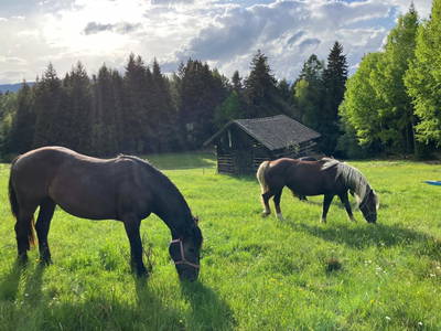 Bild 16 aus  Landhaus Eiter