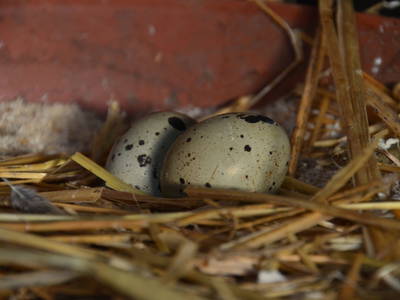 Bild 30 aus  Oberegghof