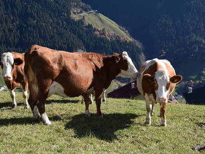 Bild 53 aus  Ferienwohnung Suntinger