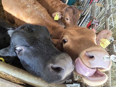 Bild 61 aus  Santnergut