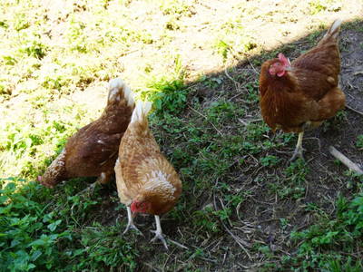 Bild 47 aus  Pfannreithof