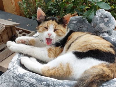 Bild 54 aus  Schaidreithof