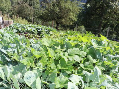 Bild 56 aus  Panorama Hof Fa. Sereinig