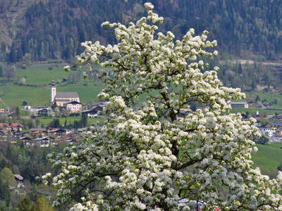 Bild 74 aus  Taxengut