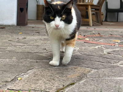 Bild 192 aus  Vitalhof Roithinger