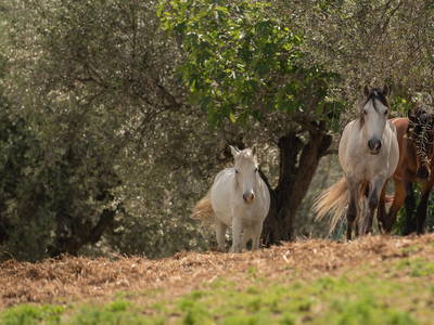Bild 5 aus  Ferienwohnungen auf kleinem Reiterhof mit Pool