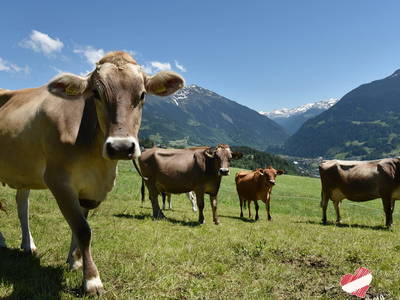 Bild 32 aus  Familienbetrieb Maier