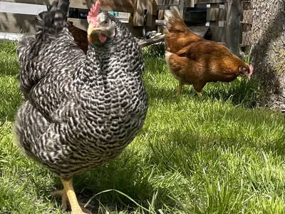 Bild 122 aus  Kinderbauernhof Albeineler Pitztal Tirol