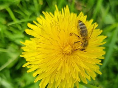 Bild 5 aus  Imkerei Hammerer