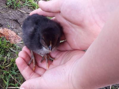 Bild 30 aus  Ferienhaus Untergrünweg