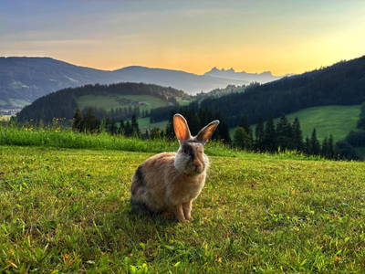 Bild 5 aus  Vorderreit