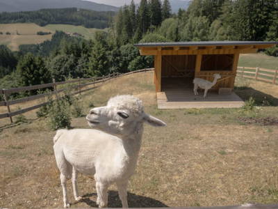 Bild 24 aus  Nussbolterhube