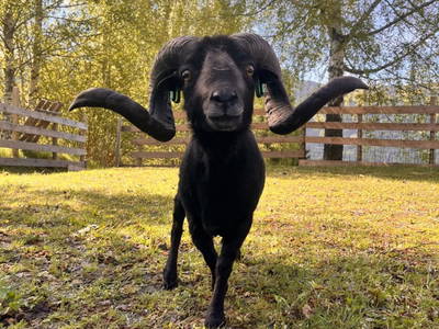 Bild 17 aus  Lahnerhof