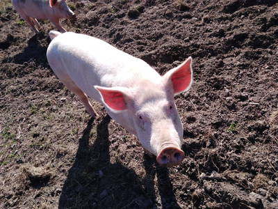 Bild 253 aus  Bräuhauser